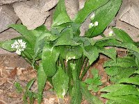 Brlauch (Allium ursinum), blhend, Lindenstrae/Ebersberger Forst, April 2011